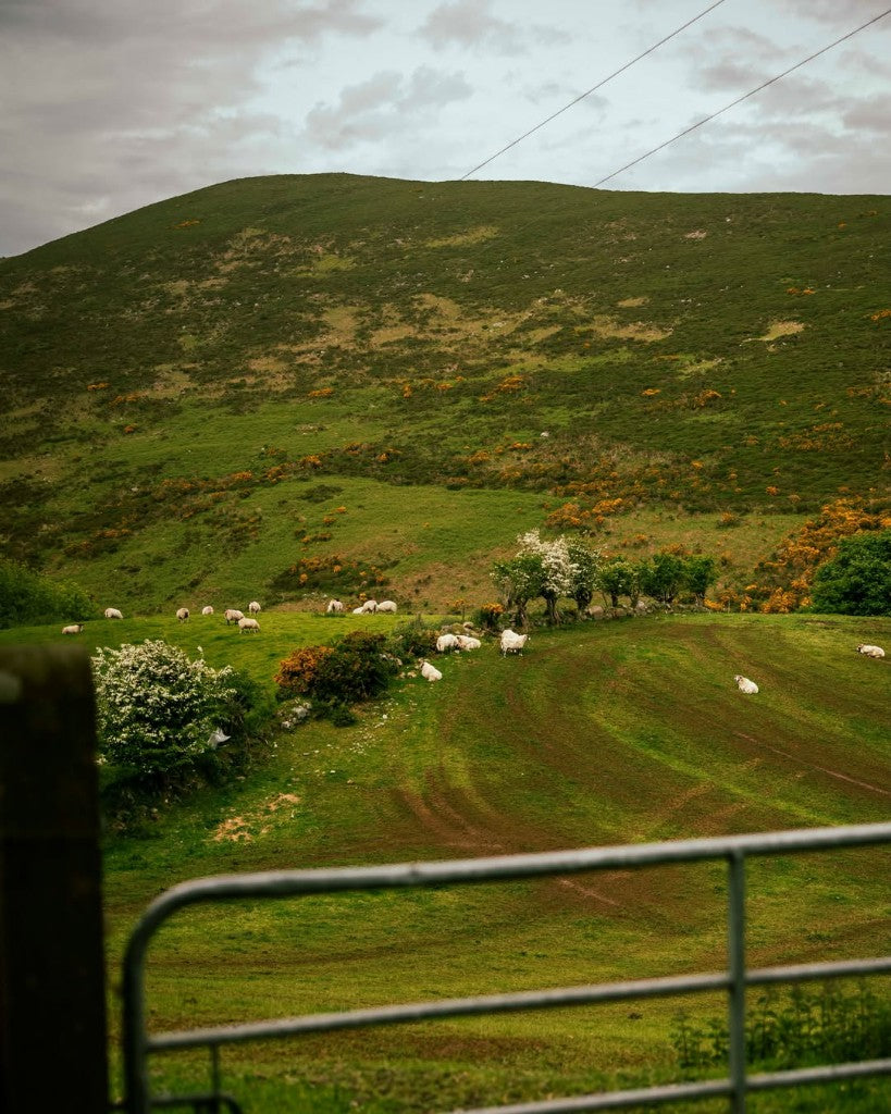 Sheep on the Mourne Mountains hillside near Killowen Distillery, County Down