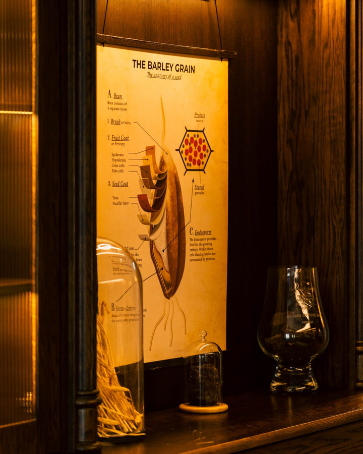 The Barley Grain botanical poster and Glencairn glass in a cabinet at Hinch Distillery