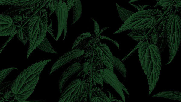 Whiskey Tasting in the Jeggy Nettle: Irish Styles of the 1970s
