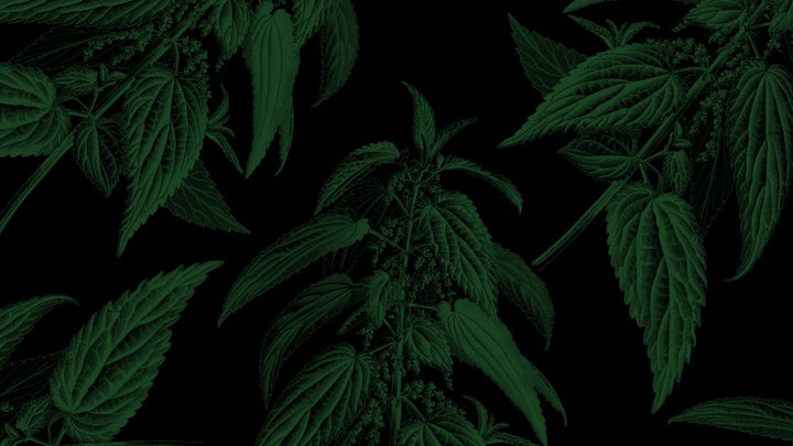 Dark green botanical nettle artwork for the Irish Styles of the 1970s whiskey tasting at The Jeggy Nettle, Belfast Whiskey Week 2026