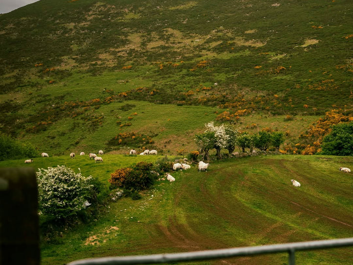 Sheep grazing on a gorse-flecked Mourne Mountains hillside near Killowen