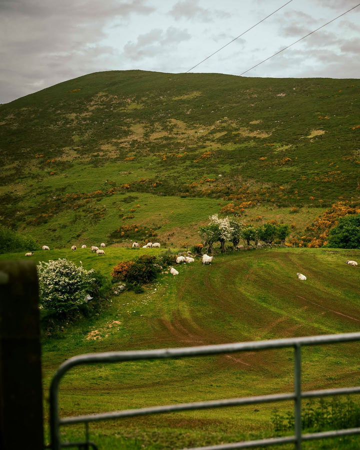 Sheep grazing on a gorse-flecked Mourne Mountains hillside near Killowen